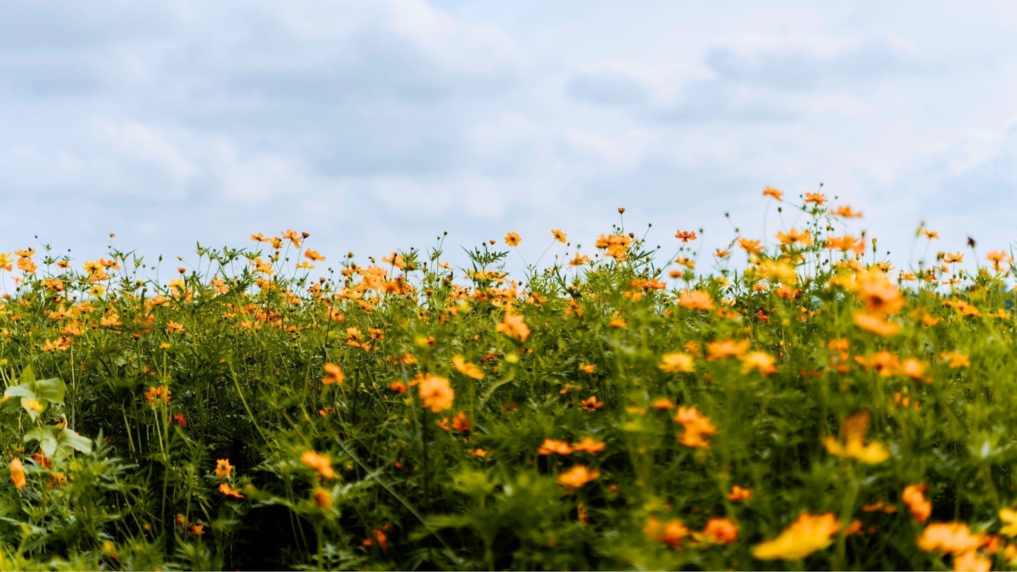 3 Reasons to make Postbiotics your Spring Essential for Hayfever, Allergies and more