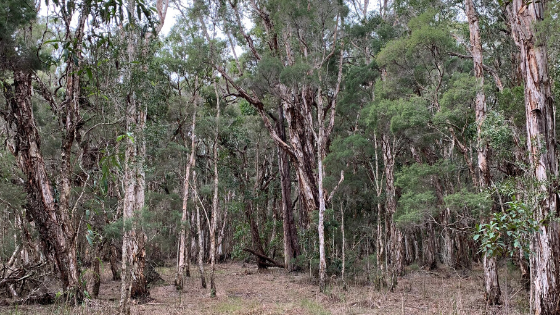 Tes Tree The Melaleuca Alternifolia Tea Tree - Meluka Honey Australia – Meluka ...